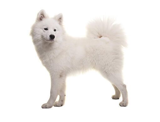 Difference between samoyed and best sale japanese spitz